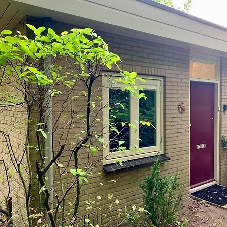 Sluwe Vos: Ontspannen In Het Bos!