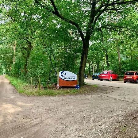 Sluwe Vos: Ontspannen In Het Bos! *