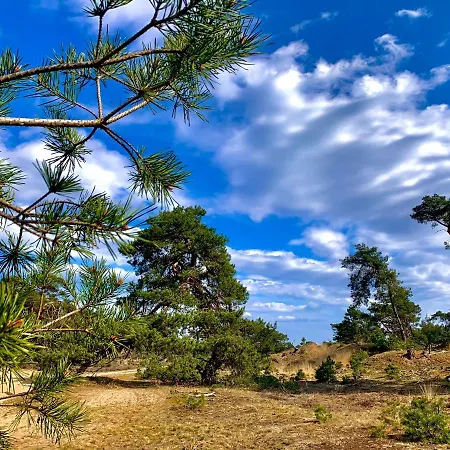 Sluwe Vos: Ontspannen In Het Bos! * Otterlo