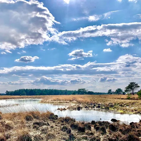 Sluwe Vos: Ontspannen In Het Bos!