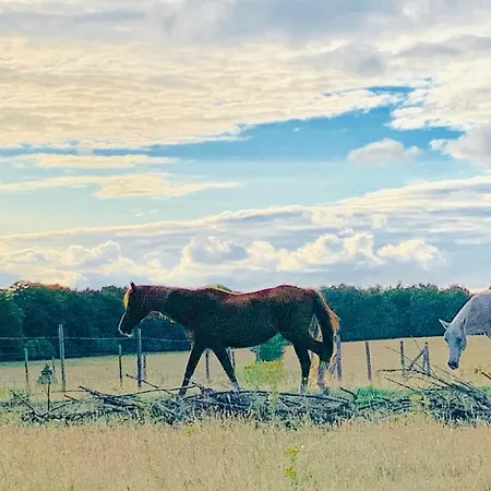 Sluwe Vos: Ontspannen In Het Bos!