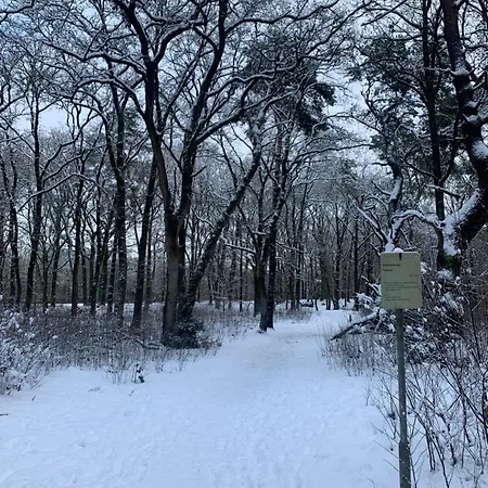 Sluwe Vos: Ontspannen In Het Bos! *