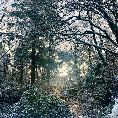 Sluwe Vos: Ontspannen In Het Bos! *