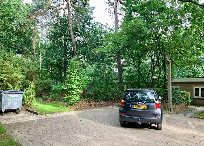 Sluwe Vos: Ontspannen In Het Bos! *