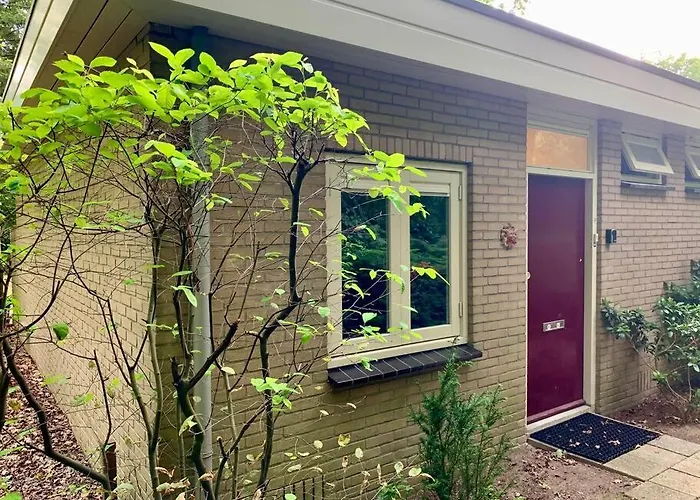 Sluwe Vos: Ontspannen In Het Bos!