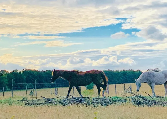 Sluwe Vos: Ontspannen In Het Bos!