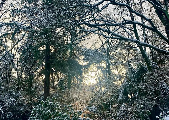 Sluwe Vos: Ontspannen In Het Bos! *