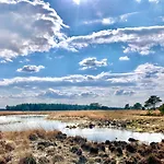 Sluwe Vos: Ontspannen In Het Bos!