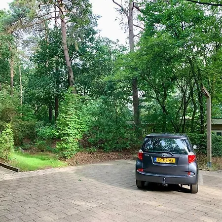 Sluwe Vos: Ontspannen In Het Bos! *