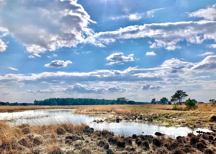 Sluwe Vos: Ontspannen In Het Bos!
