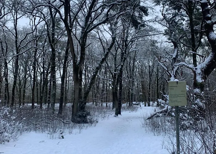 Sluwe Vos: Ontspannen In Het Bos! *